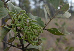 Acacia nesophila