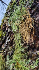 Usnea hirta