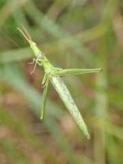 Vandiemenella viatica