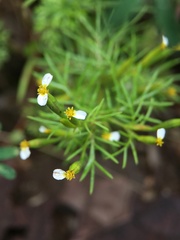 Tagetes filifolia