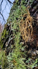 Usnea hirta
