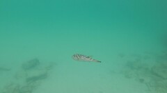 Sphoeroides annulatus