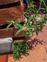 Portulaca cryptopetala