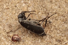 Epicauta cinerea-group