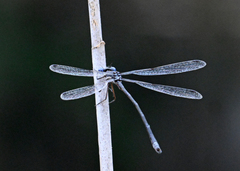 Lestes disjunctus
