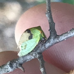 Stictocephala militaris