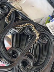 Thamnophis cyrtopsis