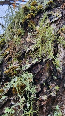 Usnea hirta