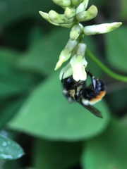 Bombus ephippiatus