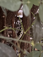 Thamnophis cyrtopsis