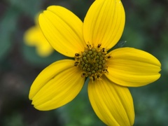 Bidens ostruthioides