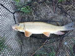 Moxostoma erythrurum