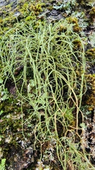 Usnea hirta