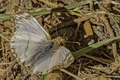 Heliopetes laviana