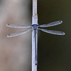Lestes disjunctus