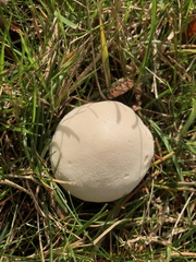 Lycoperdon pratense
