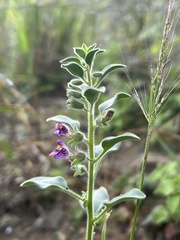 Pseudorontium