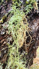 Usnea hirta