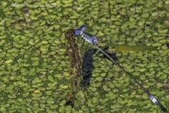 Lestes forficula