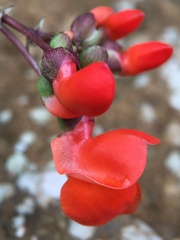 Phaseolus coccineus