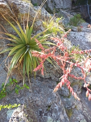 Puya spathacea