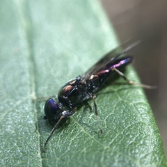 Calosotinae