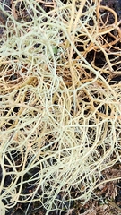Usnea hirta