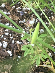 Polanisia dodecandra