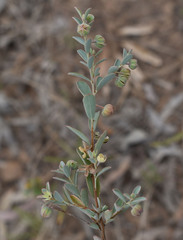 Phyllanthus fuernrohrii