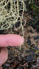 Usnea hirta