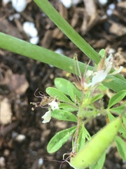 Polanisia dodecandra