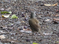 Turdus leucomelas
