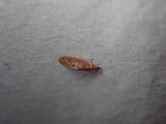 Hemerobius