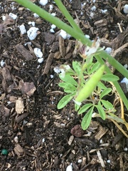 Polanisia dodecandra