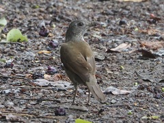 Turdus leucomelas
