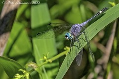 Micrathyria aequalis