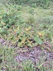 Miconia crenata