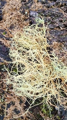 Usnea hirta