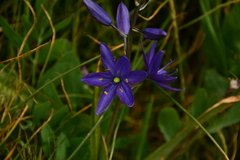 Camassia