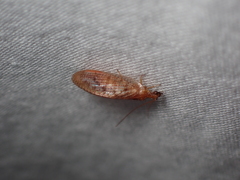 Hemerobius