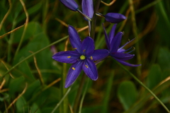 Camassia