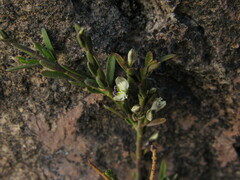 Polygala spinescens