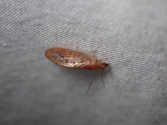Hemerobius
