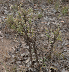 Pterocaulon ciliosum