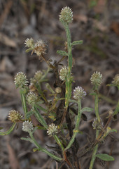 Pterocaulon ciliosum