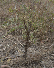 Pterocaulon ciliosum