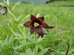 Fritillaria camschatcensis