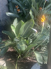 Strelitzia reginae reginae