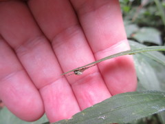 Mangora maculata