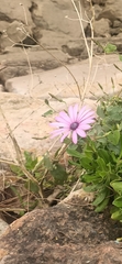Dimorphotheca jucunda